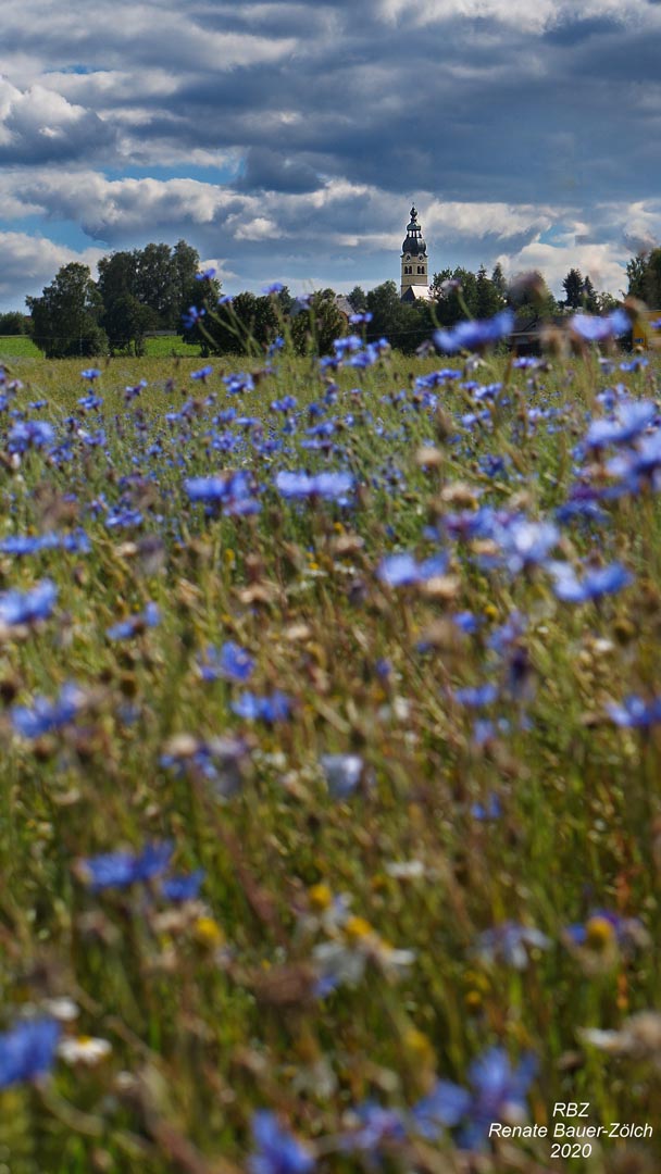 Kornblumenfeld bei Plößberg